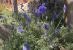 Lavender fun facts and uses, closeup of lavender flowers in Eilat, Israel